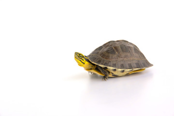 Obraz premium cute turtle