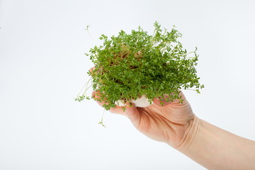 Fresh cress in the hand isolated on white background