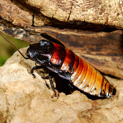 Madagascar hissing (Gromphadorhina portentosa) cockroach