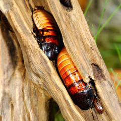 Madagascar hissing (Gromphadorhina portentosa) cockroach