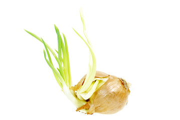 Onion Sprout