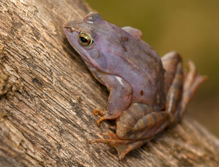 Moor frog