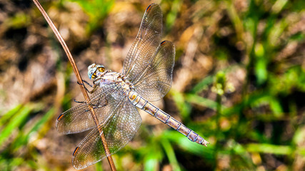 dragonfly resting