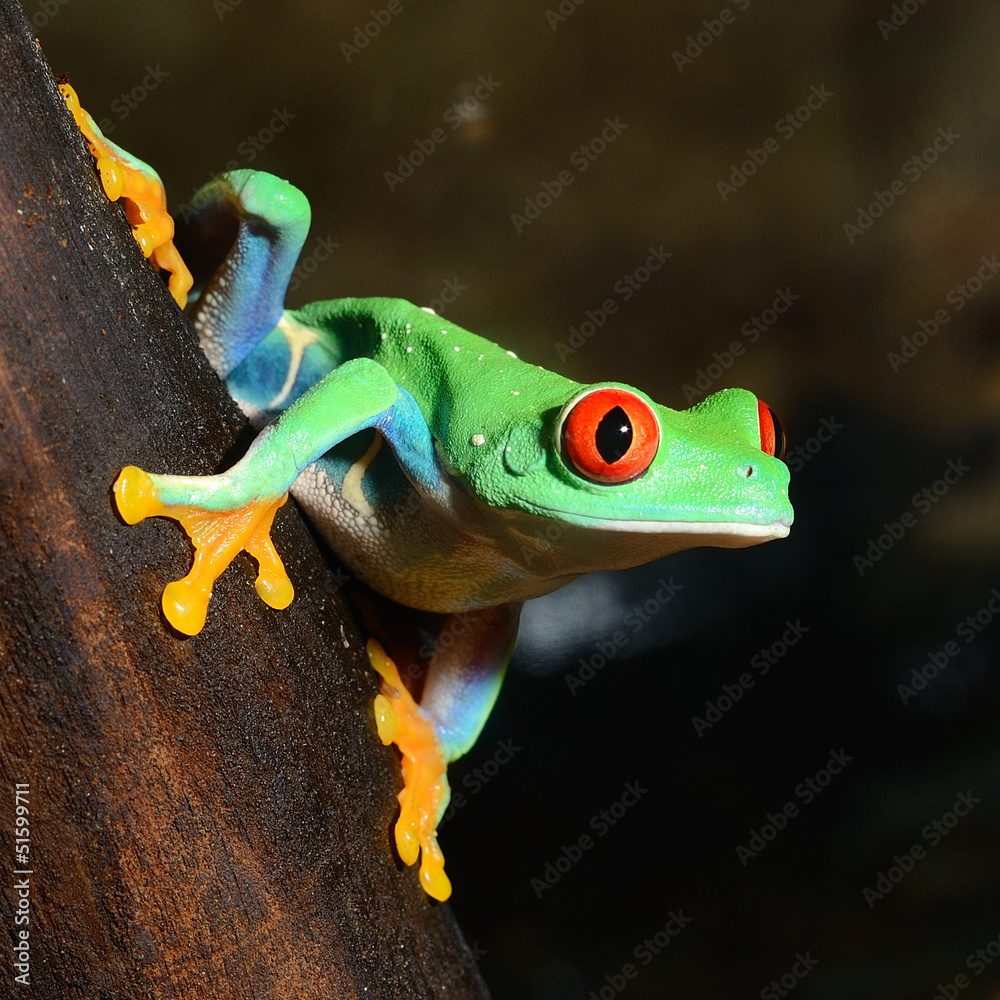 Fototapete red-eye frog  Agalychnis callidryas in terrarium