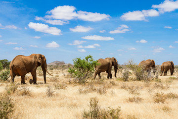 Naklejka na ściany i meble słonie, Tsavo National Park, Kenia - Afryka