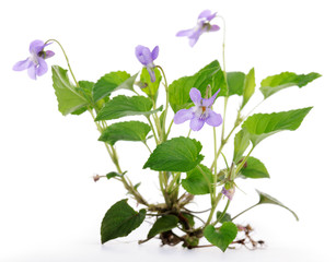 violet plant