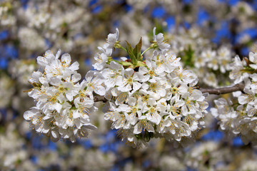 Cerisier en fleurs blanches