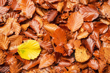 leafs, autumn colors