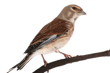 linnet