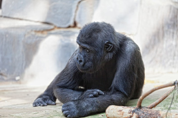 Fototapeta premium Young male of a gorilla in the zoo open-air cage