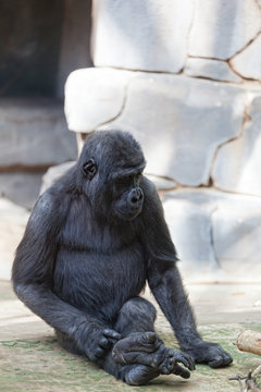Young male of a gorilla in the zoo open-air cage