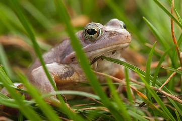 Moor frog