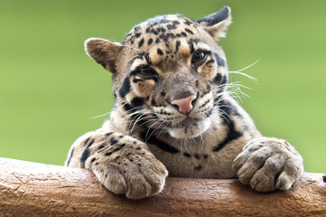 Un léopard nébuleux