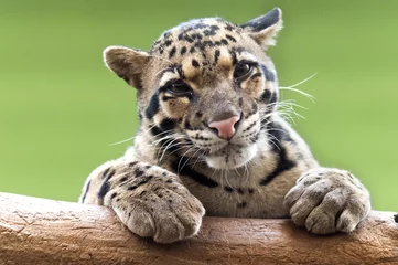 Selbstklebende Fototapete Leopard Ein Nebelparder