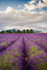 Fototapeta na wymiar Pola lawendy w Valensole Provence, Francja