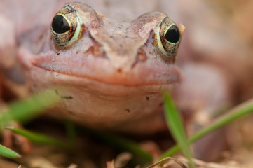 Moor frog