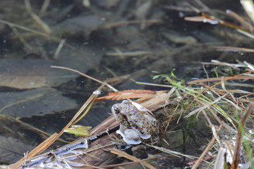 toad in a pond