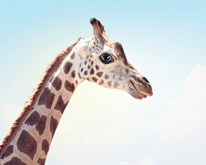 Muzzle fun spotted giraffe