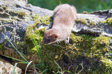 Stoat