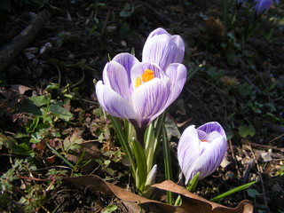 crocus