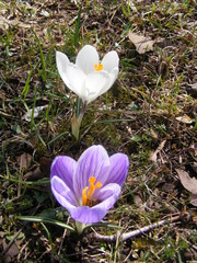 variety of crocus