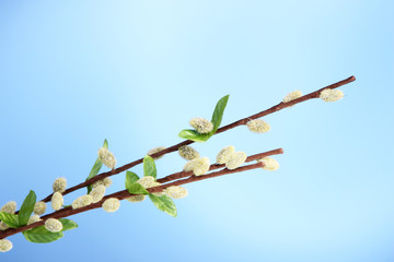 Pussy-willow twigs on blue background