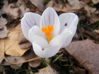 crocus