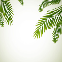 Vector Illustration of Palm Leaves on White Background