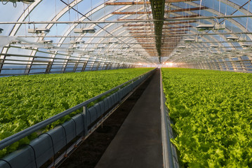 Greenhouse lettuce