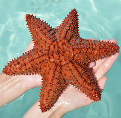 Caribbean starfish in the hands