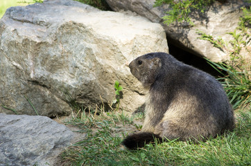 Marmotta