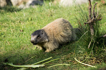 Marmotta
