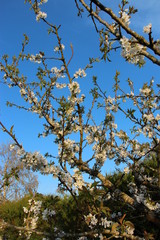 Fleurs de cerisier