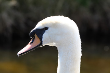 closeup of swan head