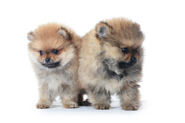 Obraz premium Spitz puppy isolated on white background