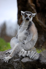 Lemur in Zoo