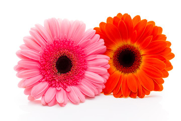 Gerbera.