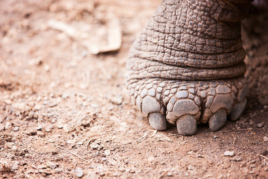 Galapagos Giant Tortoises Foot