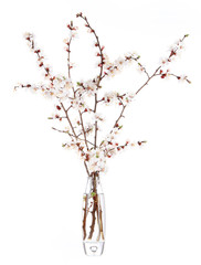 Beautiful blooming branches in vase isolated on white