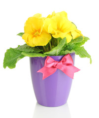 Beautiful yellow primula in flowerpot, isolated on white