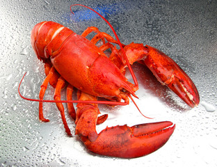 Red lobster on grey background