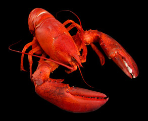 Red lobster, on black background