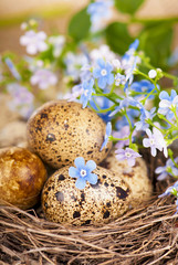 Obraz premium quail eggs in the nest and forget-me-not