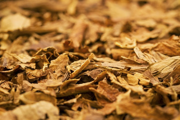 Tobacco Leafs