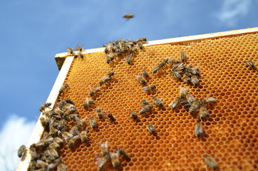 Pszczoły na plastrze miodu na tle nieba - obrazy, fototapety, plakaty