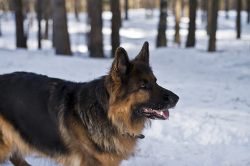 German shepherd dog in a winter forest