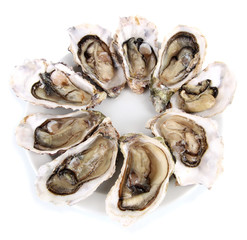 Oysters isolated on white