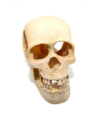 Obraz premium Cara caravela