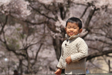 幼児(3歳児)と桜