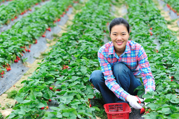young asian woman harvest strawberry in field
